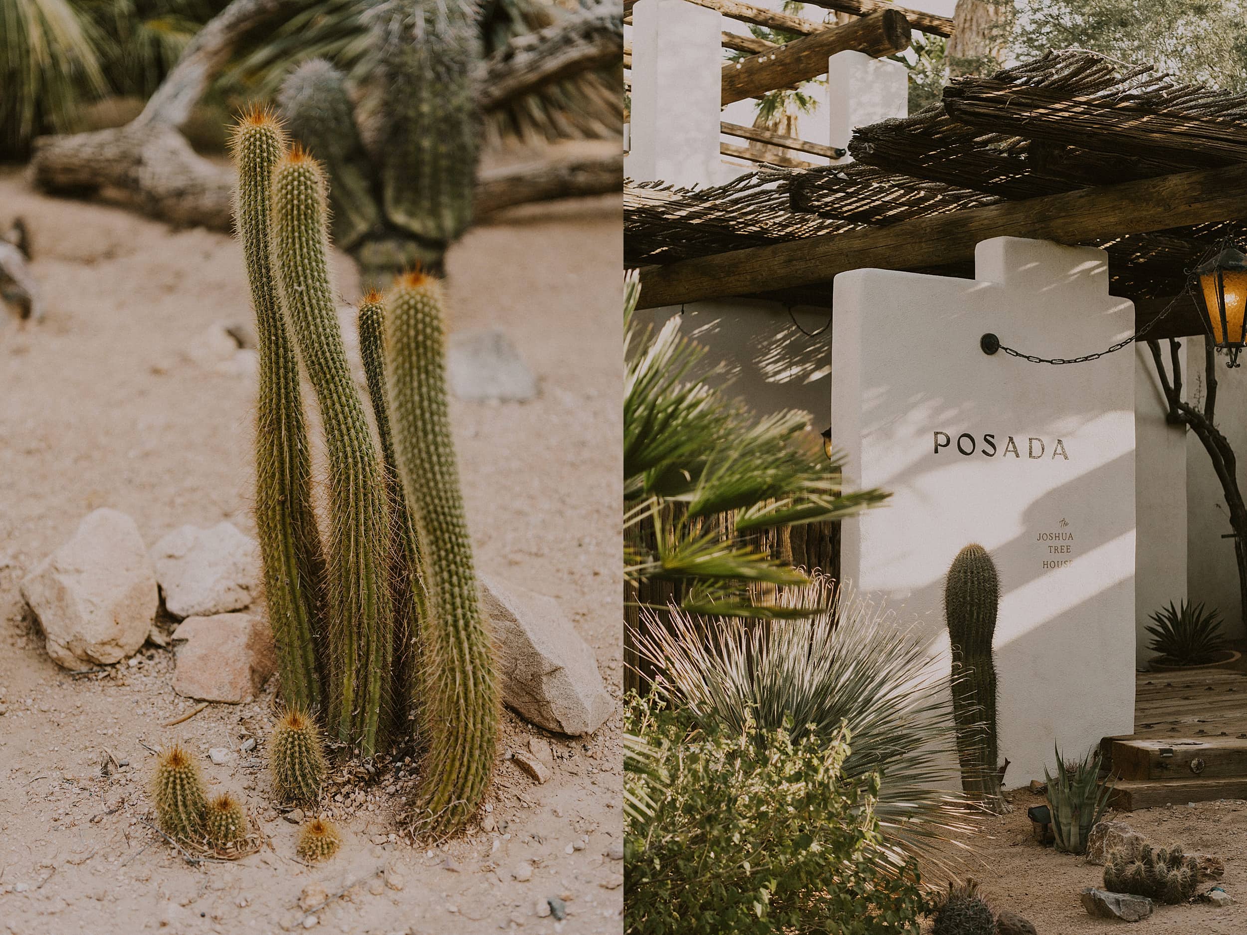 cactus and house near saguaro national park 