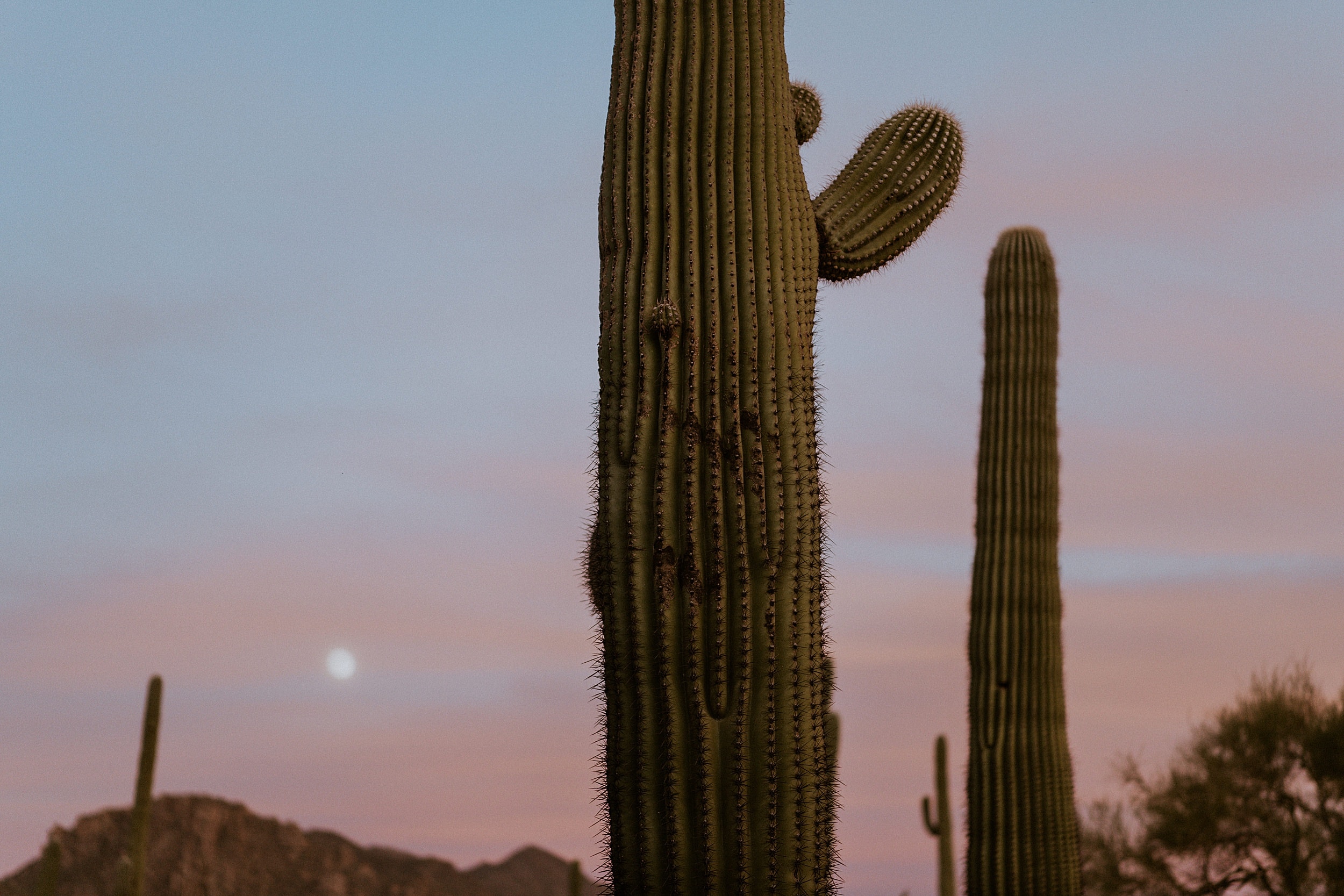 cactus during sunset at saguaro national park 