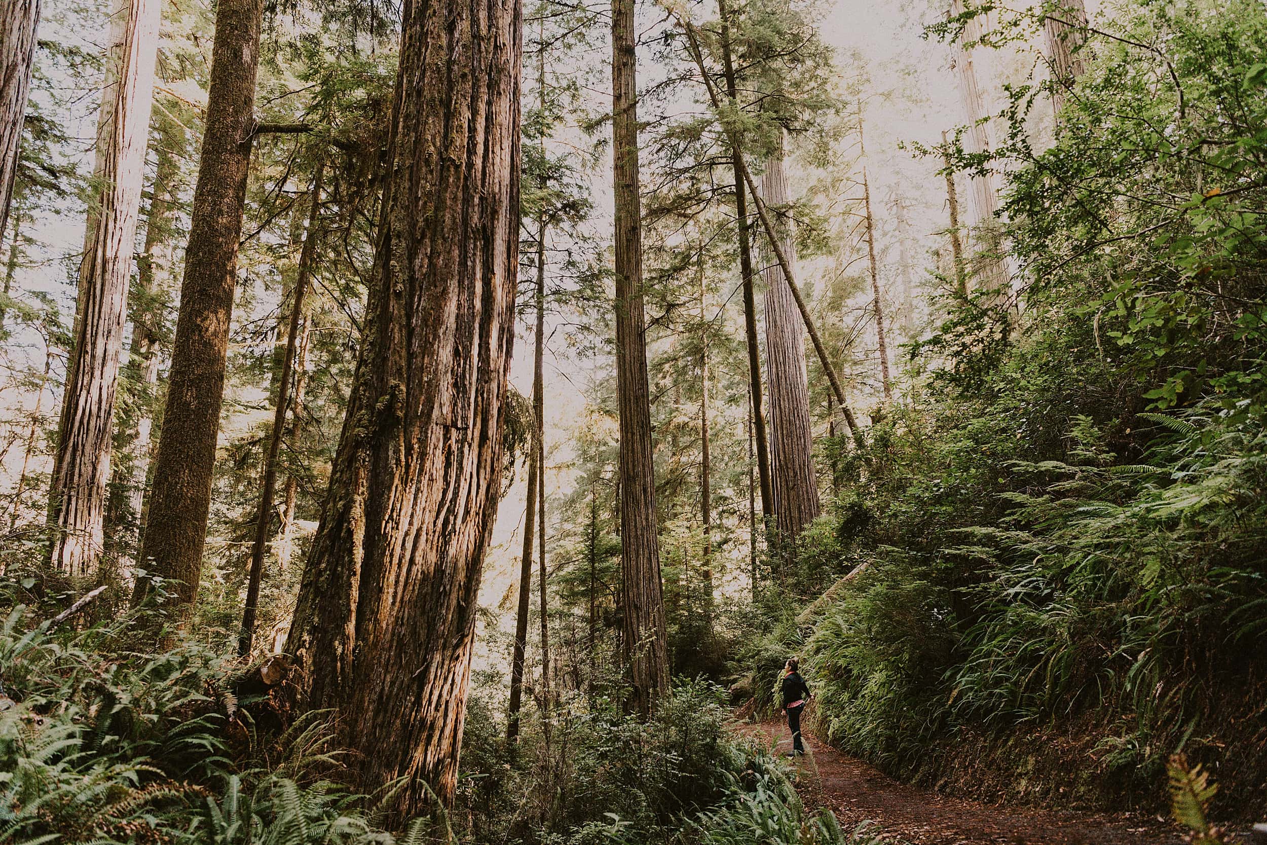 bride and groom walking together redwoods national and state park landscape